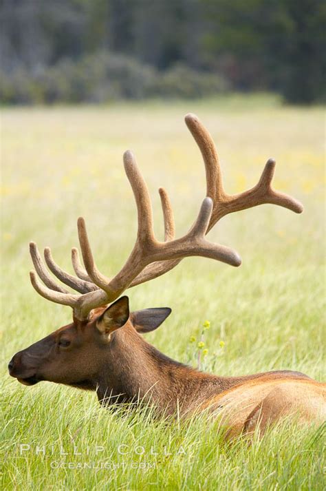 Bull Elk Antlers Bearing Velvet Gibbon Meadow Cervus Canadensis