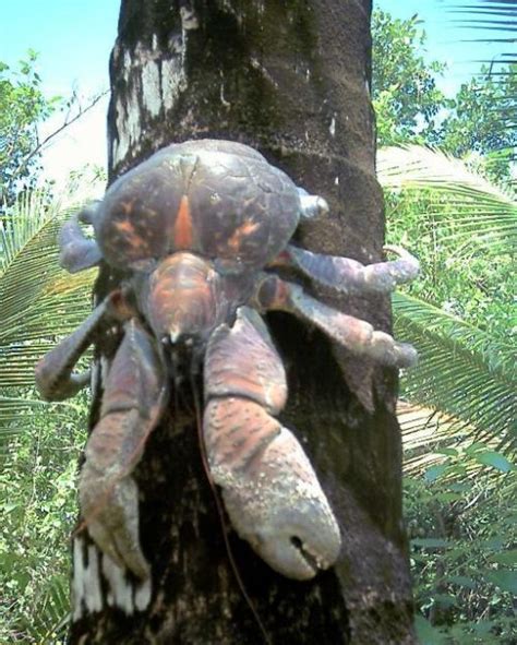 Giant Coconut Crab 27 Pics