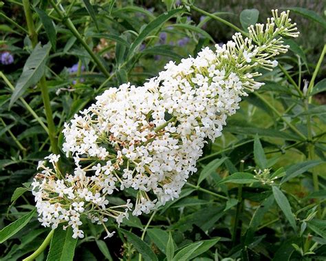 50 WHITE BUTTERFLY BUSH Buddleia Davidii Flower Seeds – Seedville USA