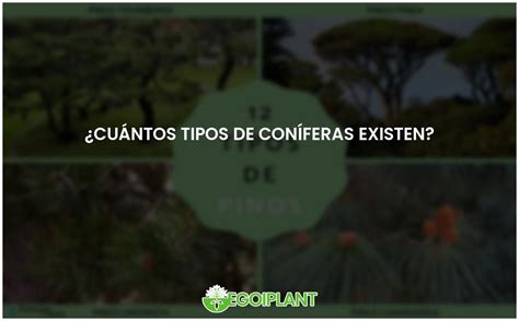 Variedades de coníferas una guía completa EGOIPLANT