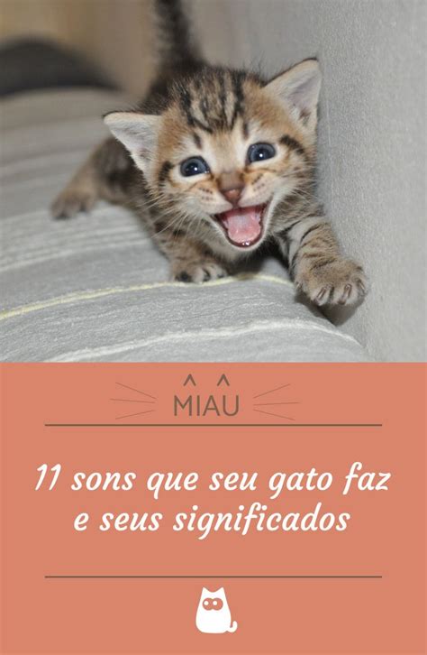 Gato Miando Sons De Gato E Seus Significados Gatos De Estima O