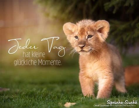 Glückliche Momente Spruch mit Baby Löwen Sprüche Suche Glückliche