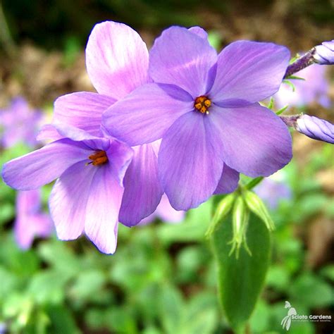 Phlox Stolonifera Sherwood Purple 1 Creeping Phlox Scioto