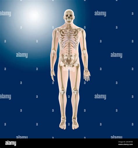 Human Skeleton Artwork Of A Frontal Anterior View Of A Whole Human