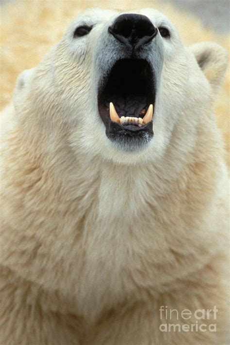 Polar Bear Growling Photograph by Mark Newman - Pixels