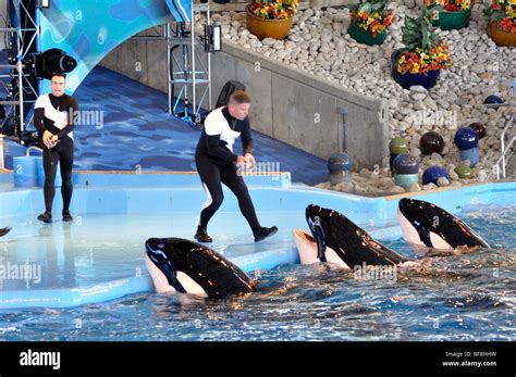 Shamu Killer Whale Show At San Antonio Seaworld Texas The Largest