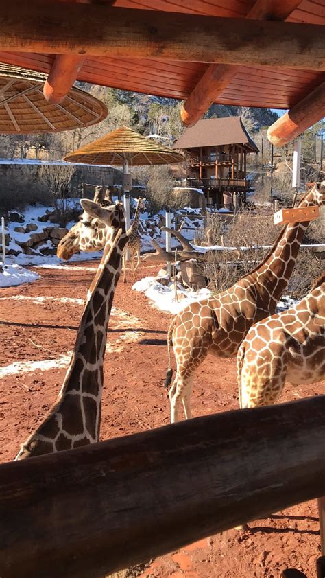 Cheyenne Mountain Zoo