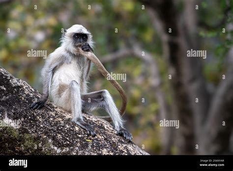 Indian Langur Monkeys Sucking Tail Presbytis Entellus Stock Photo Alamy