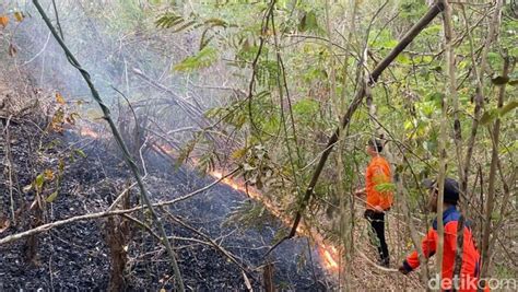 Hutan Di Ngantru Trenggalek Hangus Terbakar Hingga 2 Hektare Radio