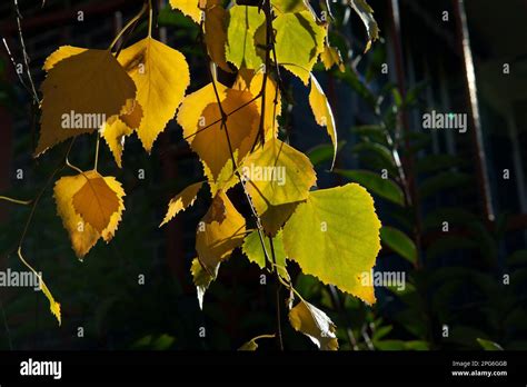 Autumn Leaves Have Gorgeous Colours These Silver Birch Betula