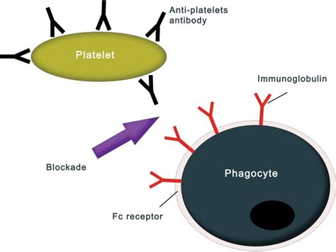 Fc Receptor Blockade Of Phagocytes By Ig In A Patient With Immune