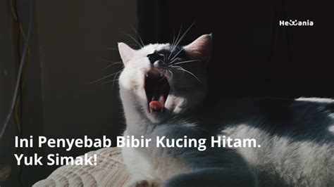 Penyebab Bibir Kucing Hitam Simak Disini Hewania