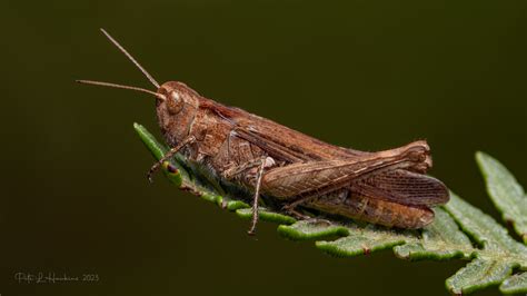 Imgp1931 Common Field Grasshopper Chorthippus Brunneus Flickr