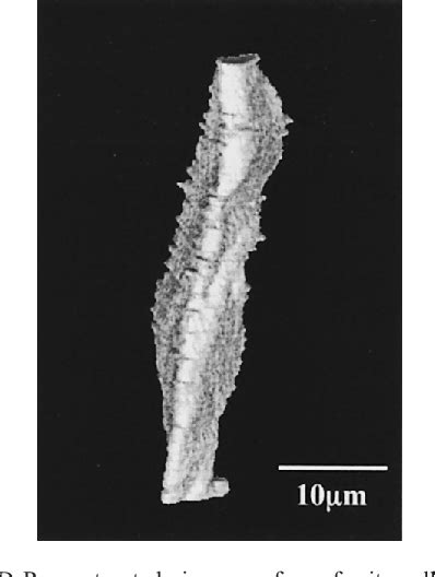 Figure 2 From Serial Sectioning And 3D Reconstruction Of Ferrite