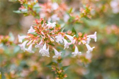 Flores Pequenas E Coloridas Para Alegrar Sua Casa E Seu Jardim