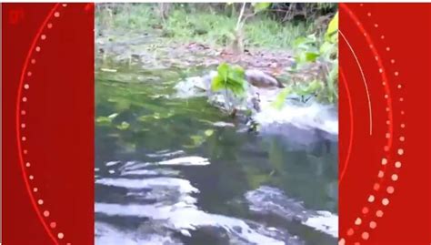 Vídeo Pescador de Porto Velho flagra sucuri tentando matar jacaré