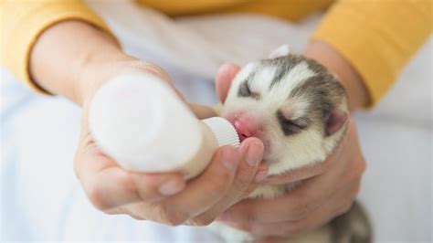 Cómo cuidar y alimentar a un perro recién nacido