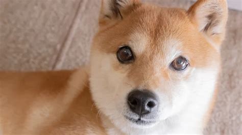 Shiba Inu Token Burn Rate Soars Over 8 Billion Shib Eliminated