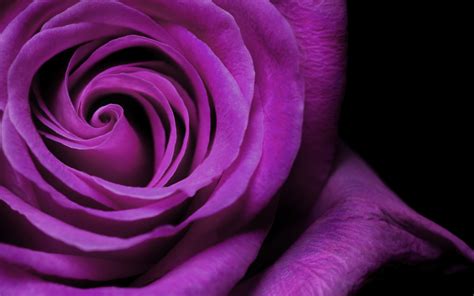 Purple Rose Wallpapers Wallpaper Cave