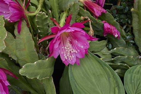 Red Orchid Cactus Disocactus Ackermannii A K A Orchid Cac Flickr