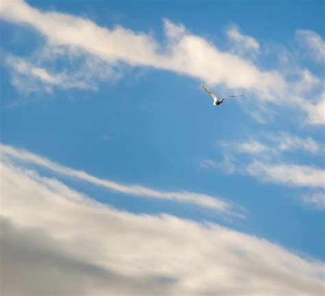 Gaivota Voando Em Um C U Azul Nuvens Foto Premium