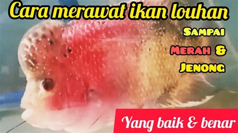 Cara Merawat Ikan Louhan Cara Miara Ikan Louhan Zona Motekar Youtube