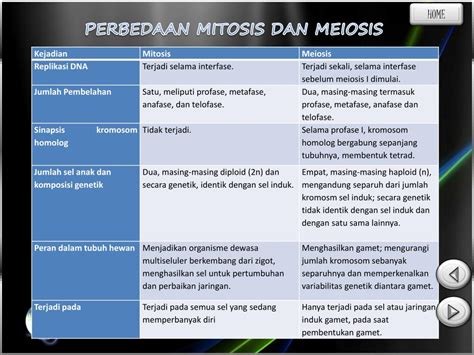 Kepentingan Mitosis Dan Meiosis Persamaan Dan Perbezaan Mitosis Porn