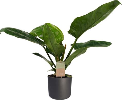 Kamerplant Van Botanicly Philodendron Imperial Green Incl Sierpot