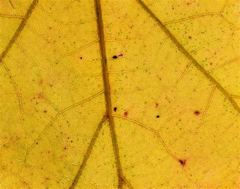 Close-up of Yellow Leaf · Free Stock Photo