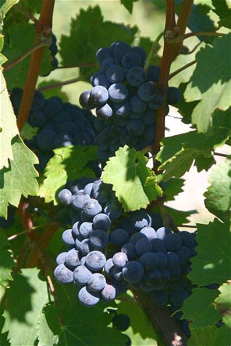 Growing Cabernet Franc Wine Grapes – Grapes