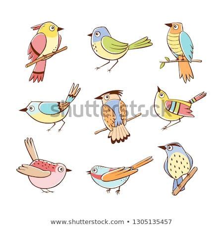 Collection Birds Different Poses Colorful Birds Stock Vector Royalty