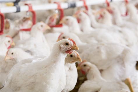 Feed Additives 3 Benefits Of A Synergistic Approach Poultry World