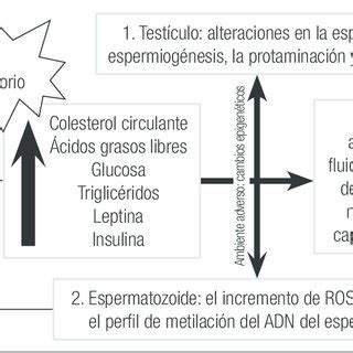 Relaci N Entre Nutrici N Y Obesidad Entre Nutrici N E Infertilidad Y