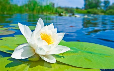 Lotus Flower Meaning Symbolism Facts Wasatch Ayurveda And Yoga