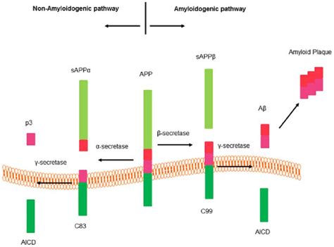 Amyloid Precursor Protein