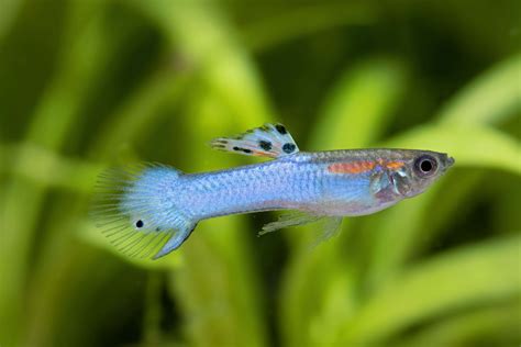 Endler Guppy Blue Laser Poecilia Wingei Guppys Lebendgebärende