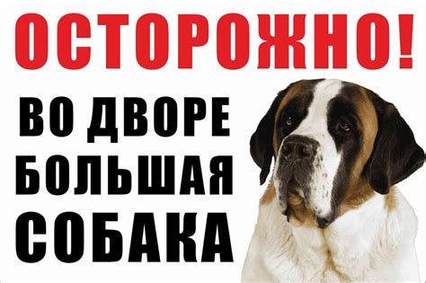 Табличка "Осторожно во дворе большая собака (сенбернар)" - купить в ...
