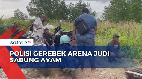 Polisi Gerebek Arena Judi Sabung Ayam 7 Pelaku Ditangkap Youtube