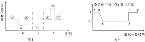 题目 下图表示真核细胞内有关遗传信息传递和表达的过程下列有关叙述正确的是 A图1和图2过程中均发生着相同的碱基互补配对b图1所示
