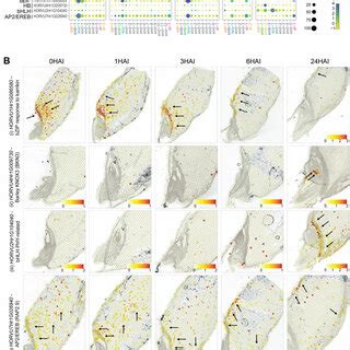 Spatio Temporal Expression Of Aquaporin Genes During Barley