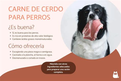 ¿cuánta Carne Puede Comer Un Perro Carnicería Moderna