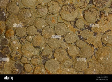 Fossil Jellyfish Nemiana Simplex Ukraine Vendian Age Ediacaran