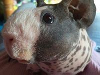 Naked Guinea Pigs