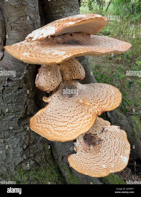 Close Up Of Cerioporus Polyporus Squamosus Is A Basidiomycete Bracket