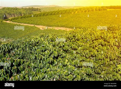 Granja Plantación De Café En Brasil Ver Granja Con Plantación De Café