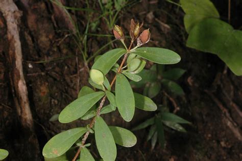 Hypericum Hypericoides Hypericaceae Image At Phytoimages Siu Edu