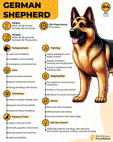 7 Best Tough Dog Breeds That Define Strength And Loyalty EN Pet YOLO