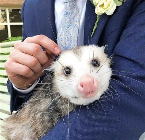 Naming Every Possum Every Hour Possum On Twitter If I Could Go Back