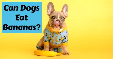 Can Dogs Eat Bananas: Safe or Unsafe? - Dog Endorsed