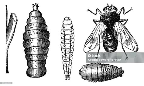 Metamorphosis Of A Horse Bot Fly Insect 19th Century Stock Illustration